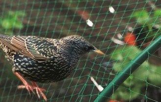 Chomik - Zaščitna mreža pred pticami - STK6434
